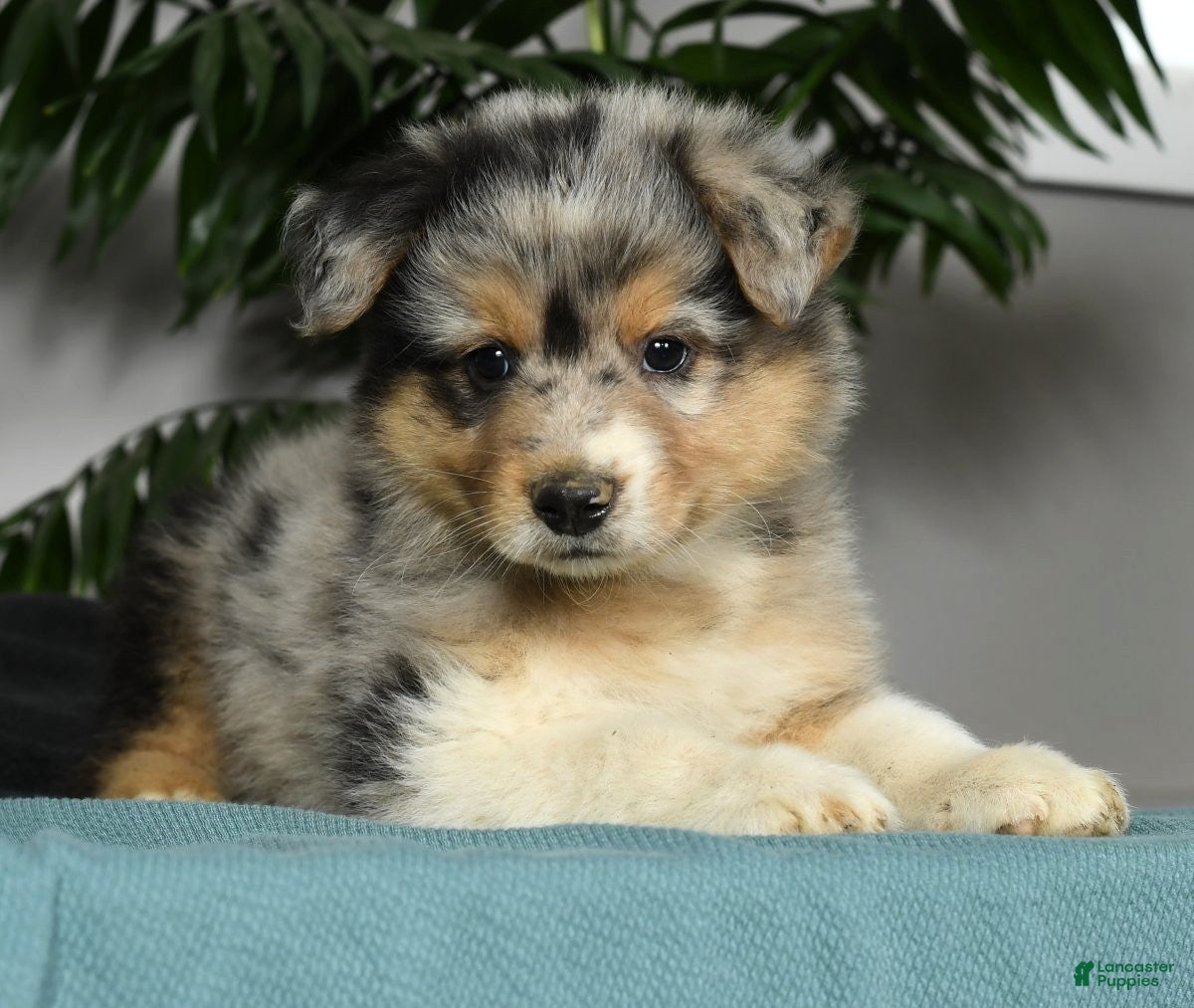 Australian Shepherd dogs Thom - Ad 30