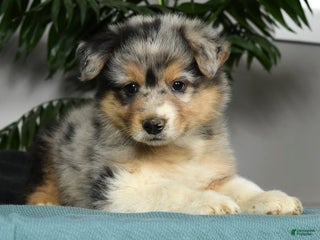 Australian Shepherd dogs Thom - Ad 18