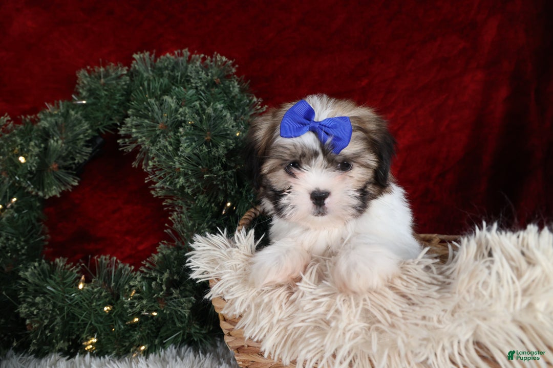 Shih Tzu dogs for sale: Jared - Ad 6
