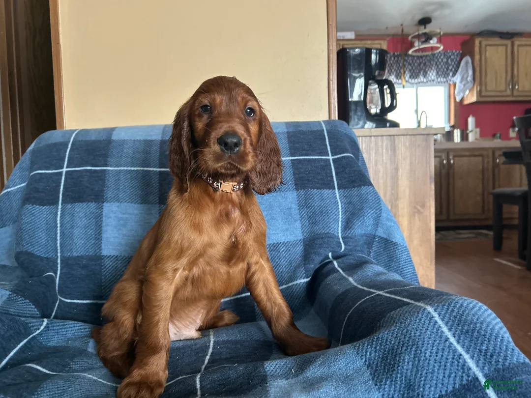 Irish Setter dogs for sale: Irish Setter male brown collar - Ad 1