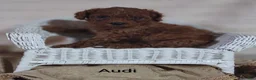 Cavapoo dogs for sale: Cavapoo F1b 3 Audi - Ad 5