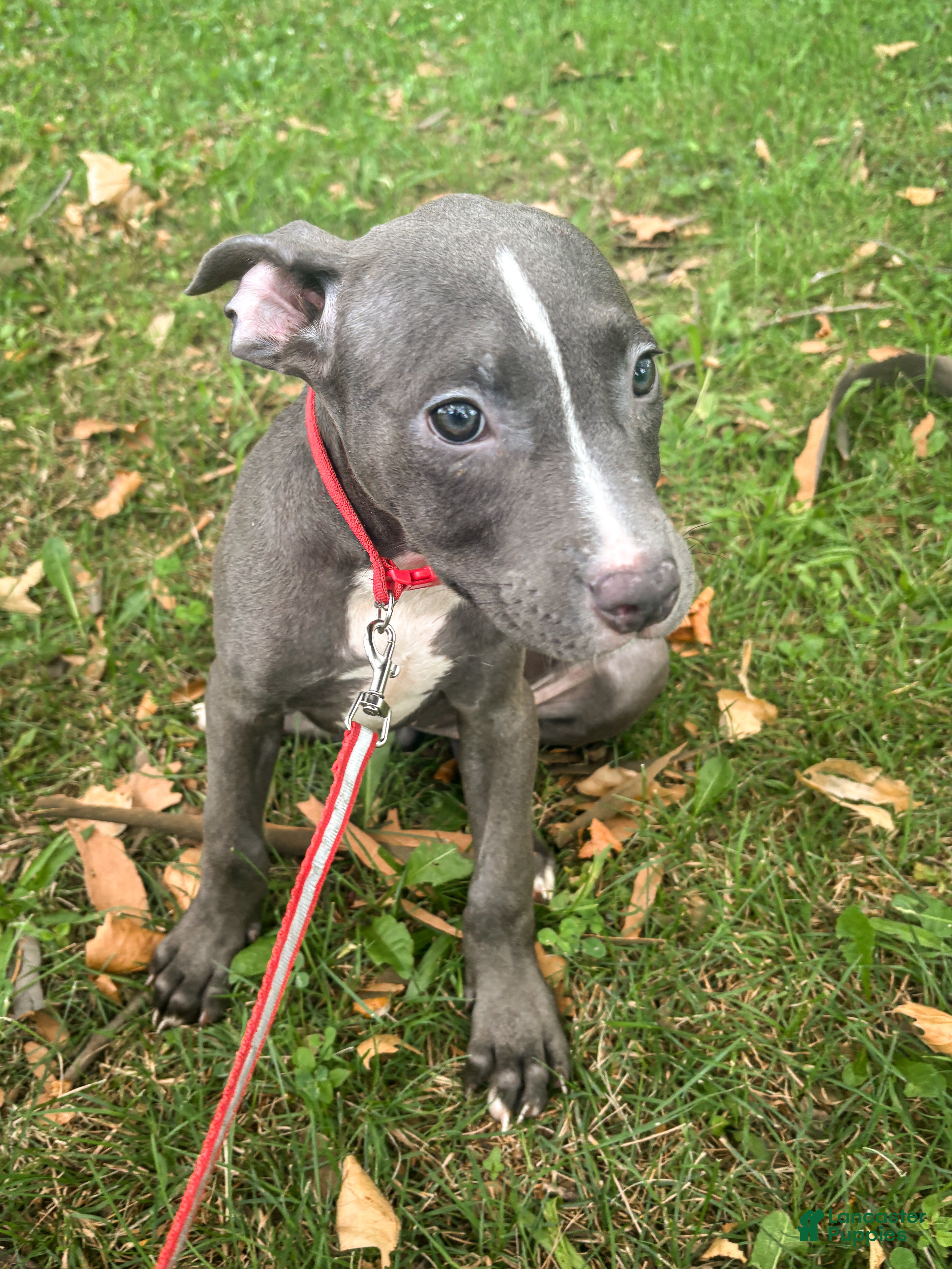 Mixed Breed dogs Mixed Breed 6 - Ad 1
