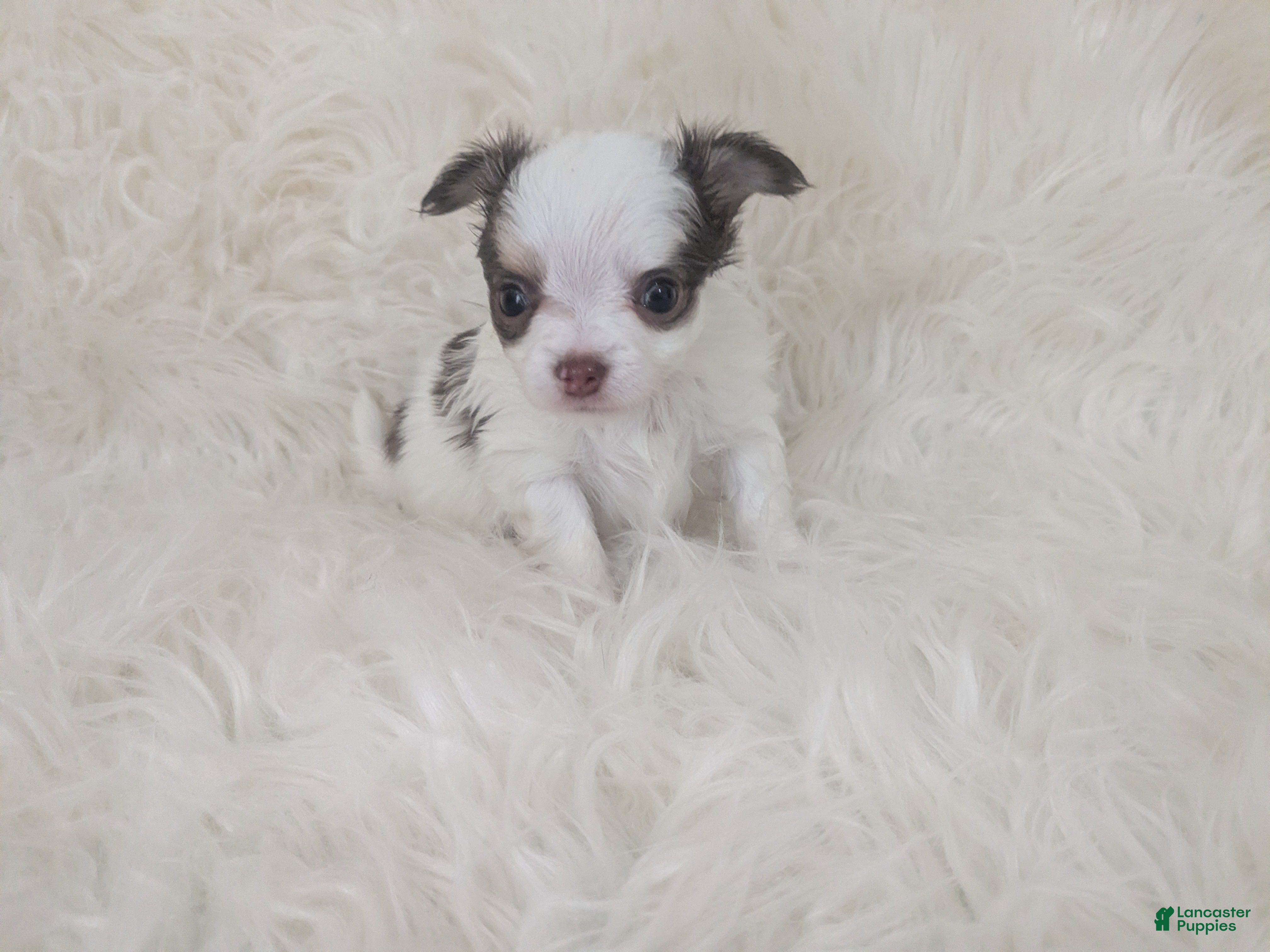 Chihuahua dogs Prince  Tiny LC  - Ad 6