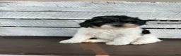 Shihpoo dogs for sale: Maggie - Ad 3