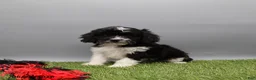 Cockapoo dogs for sale: Terry - Ad 6