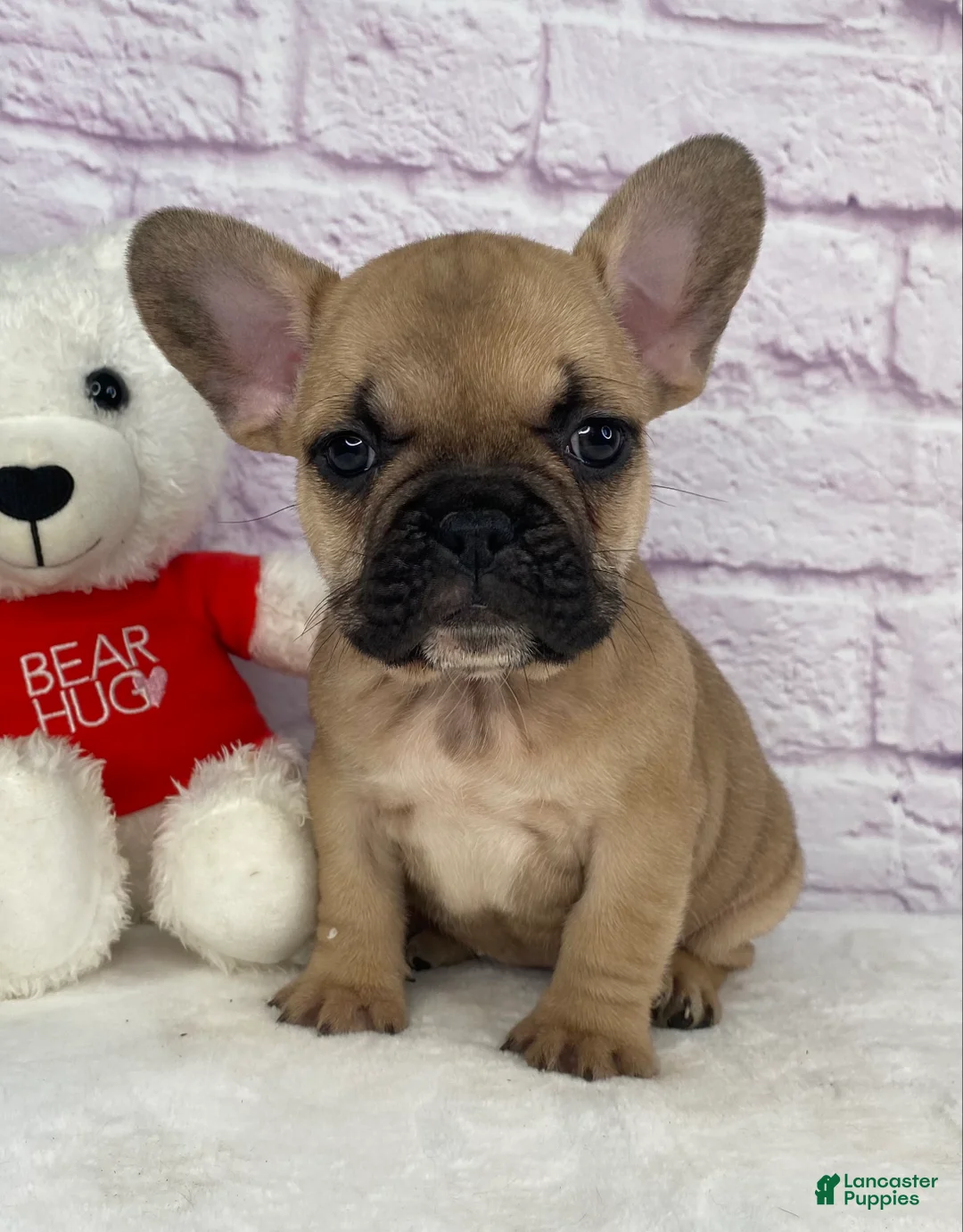 French Bulldog dogs for sale: Payton - Ad 4