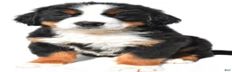 Bernese Mountain Dog dogs for sale: Buddy - Ad 3