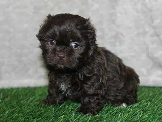 Shih Tzu dogs Benny - Ad 9