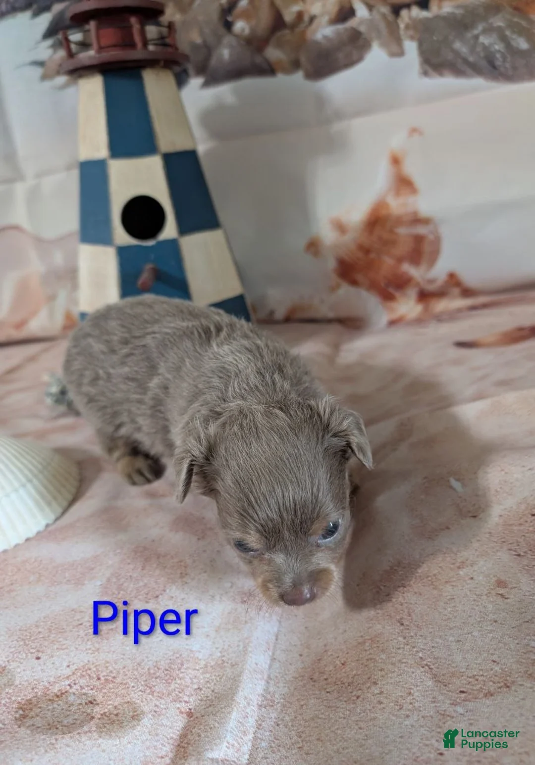 Chihuahua dogs for sale: Piper ACA - Ad 5
