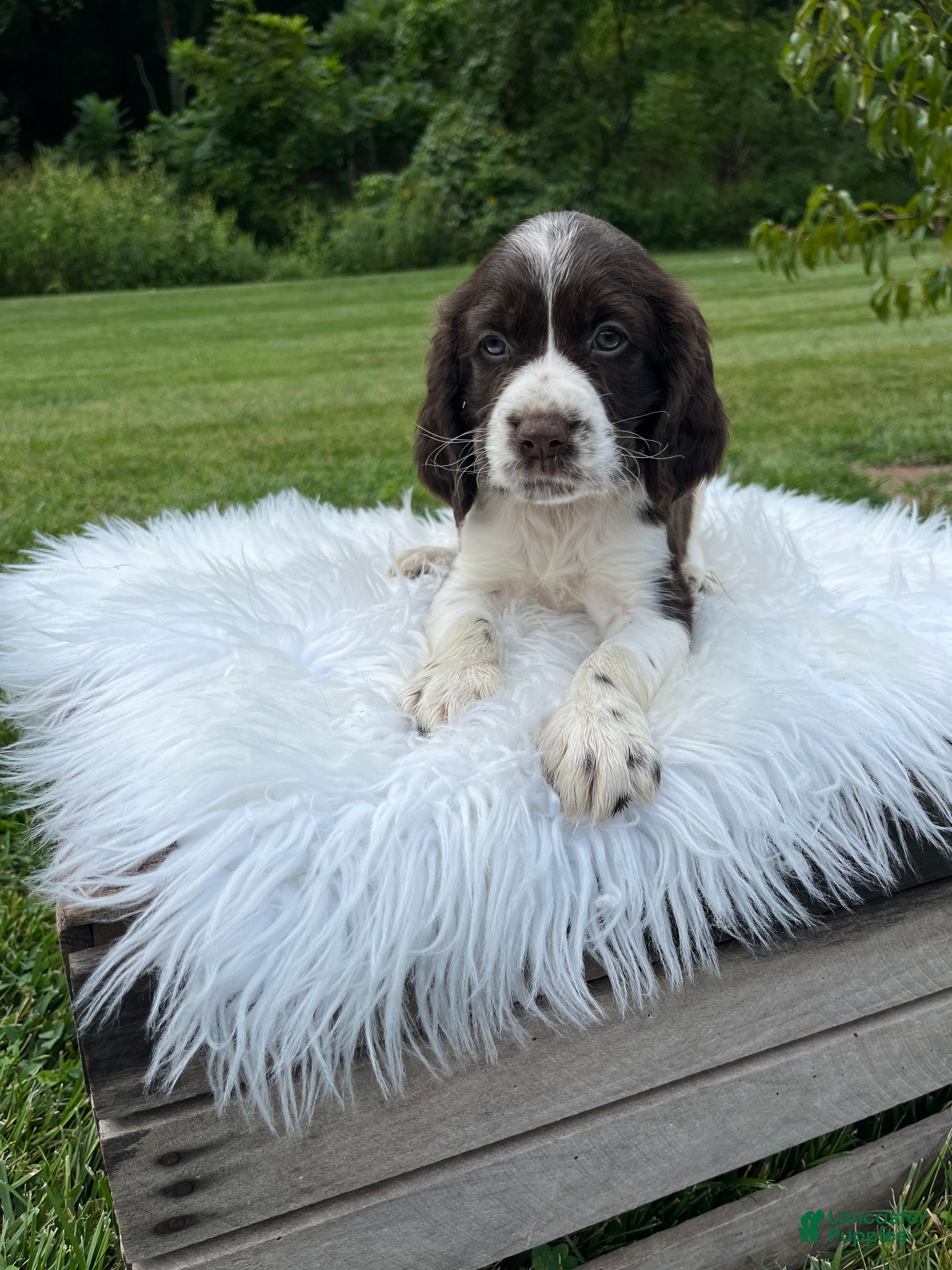 English Springer Spaniel dogs Dudley - Ad 1