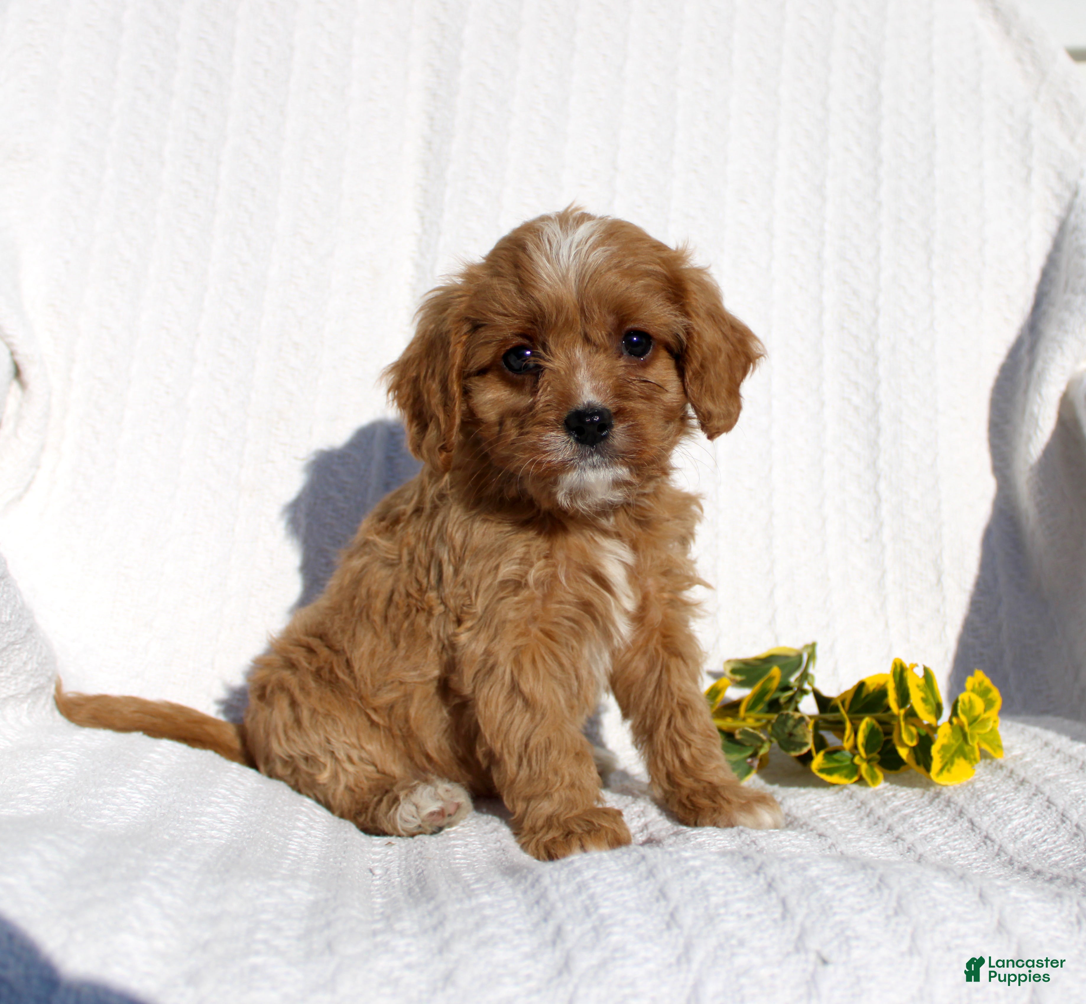 Cavapoo dogs for sale: Lucy - Ad 1