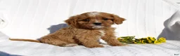 Cavapoo dogs for sale: Lucy - Ad 1