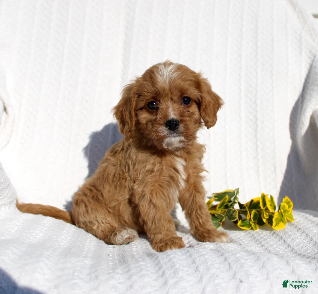 Cavapoo dogs for sale: Lucy - Ad 1