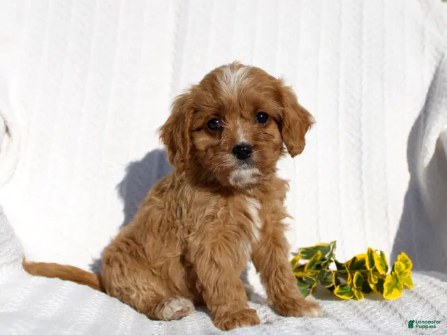 Cavapoo dogs for sale: Lucy - Ad 1