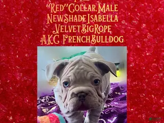 French Bulldog dogs Pyrs “Red Collar” Male - Ad 31
