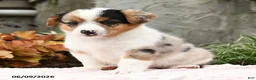Mixed Breed dogs for sale: Naomi - Ad 3