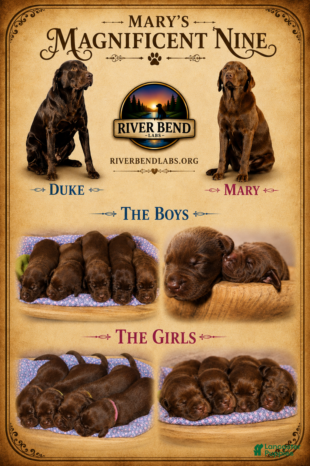 Labrador Retriever dogs Mr. Black - Ad 2