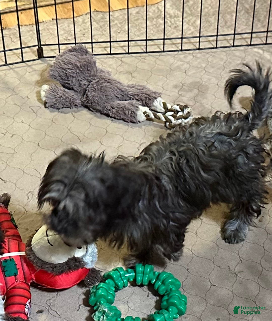 Shihpoo dogs for sale: Shihpoo Puppy 4 - Ad 3