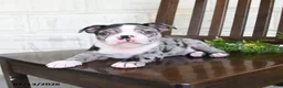 Boston Terrier dogs for sale: Ikey - Ad 3
