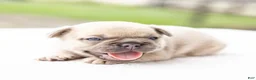 French Bulldog dogs for sale: MJ - Ad 7