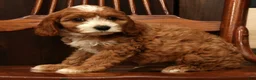 Cavapoo dogs for sale: Fifi - Ad 8