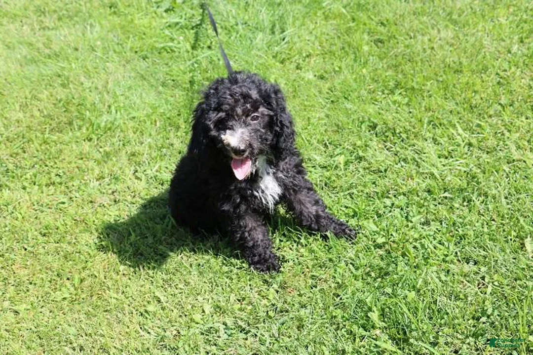 Mini Bernedoodle dogs for sale: Mini Bernedoodle 5 - Ad 1