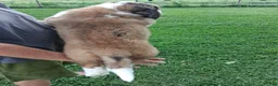 Saint Bernard dogs for sale: Roxanne - Ad 4