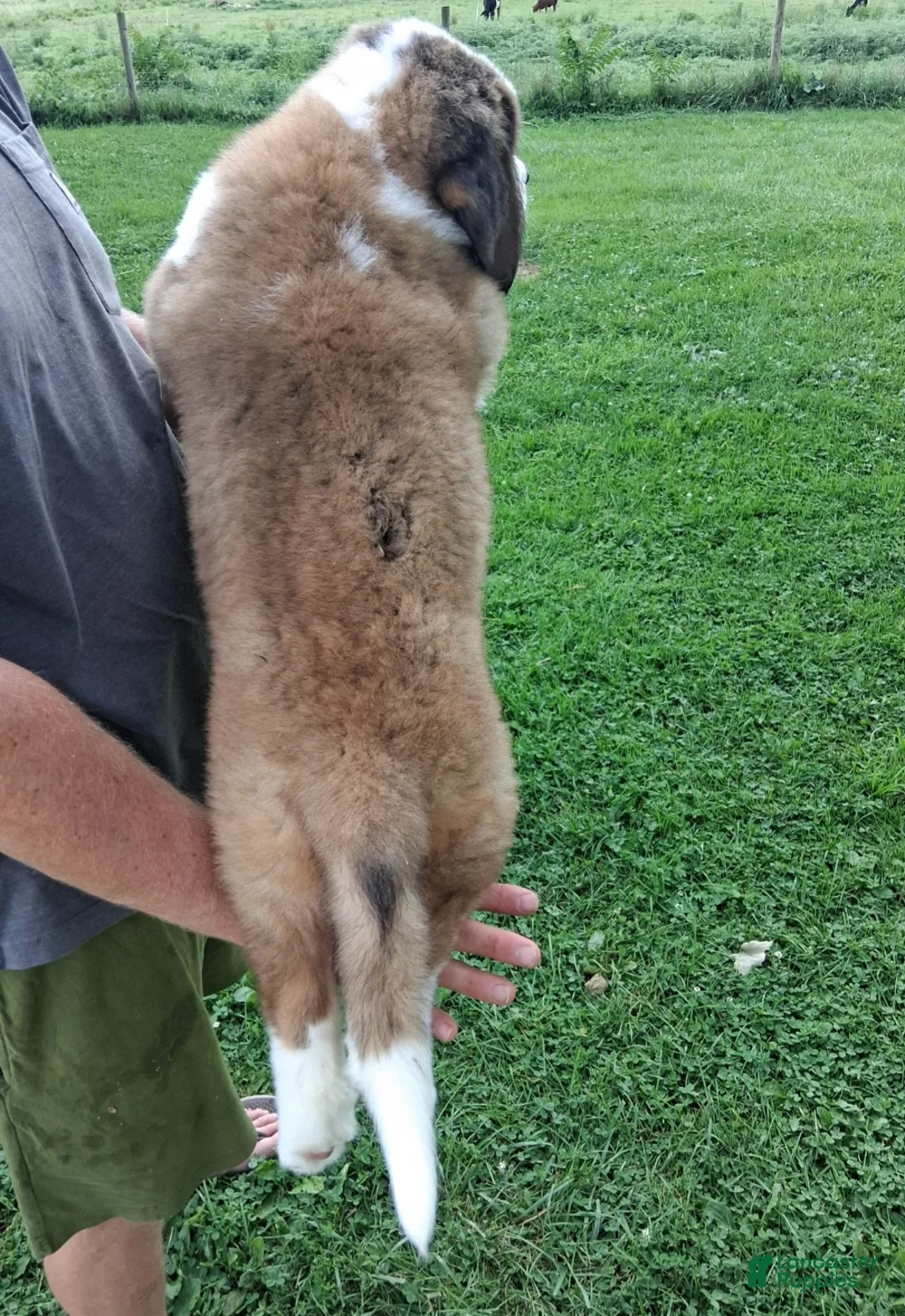 Saint Bernard dogs for sale: Roxanne - Ad 4