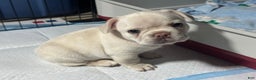 French Bulldog dogs for sale: Luca - Ad 6