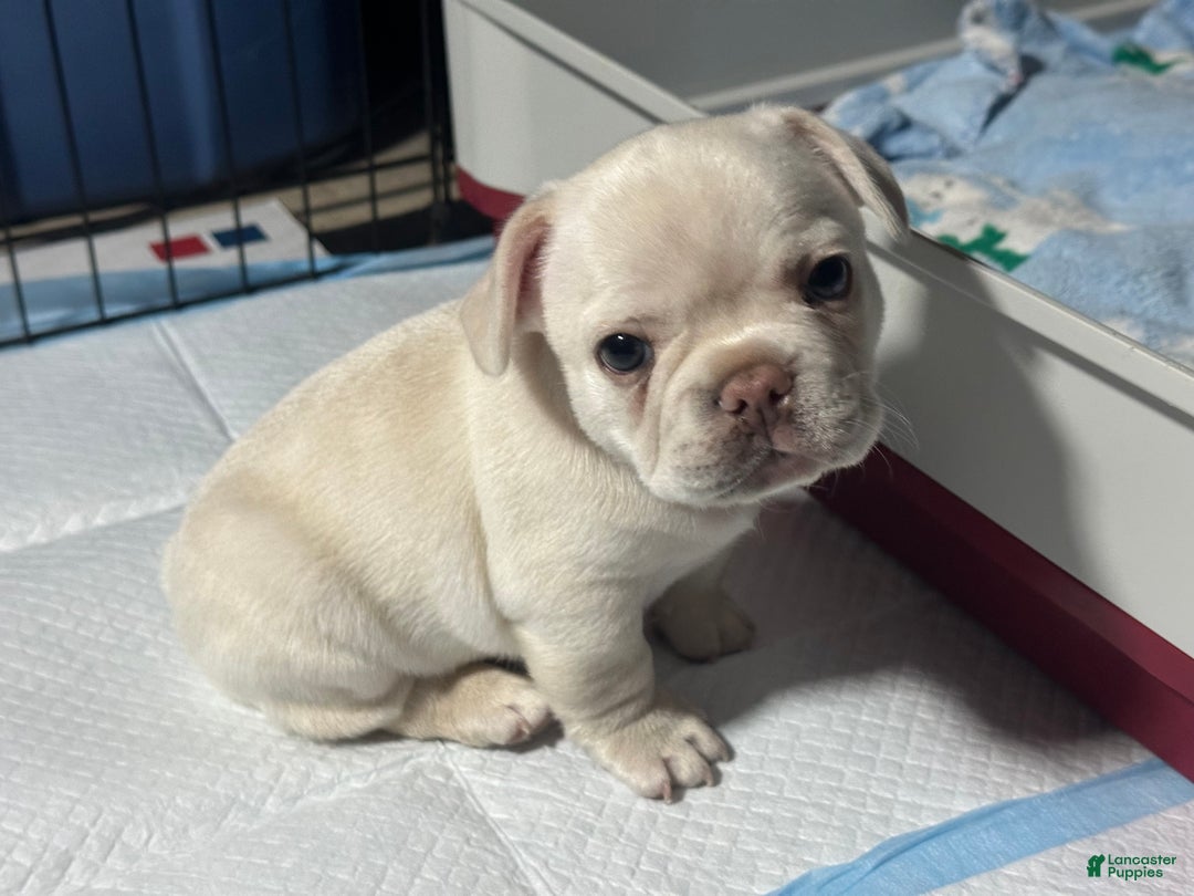 French Bulldog dogs for sale: Luca - Ad 6
