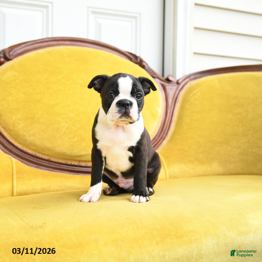 Boston Terrier dogs Skippy - Ad 2