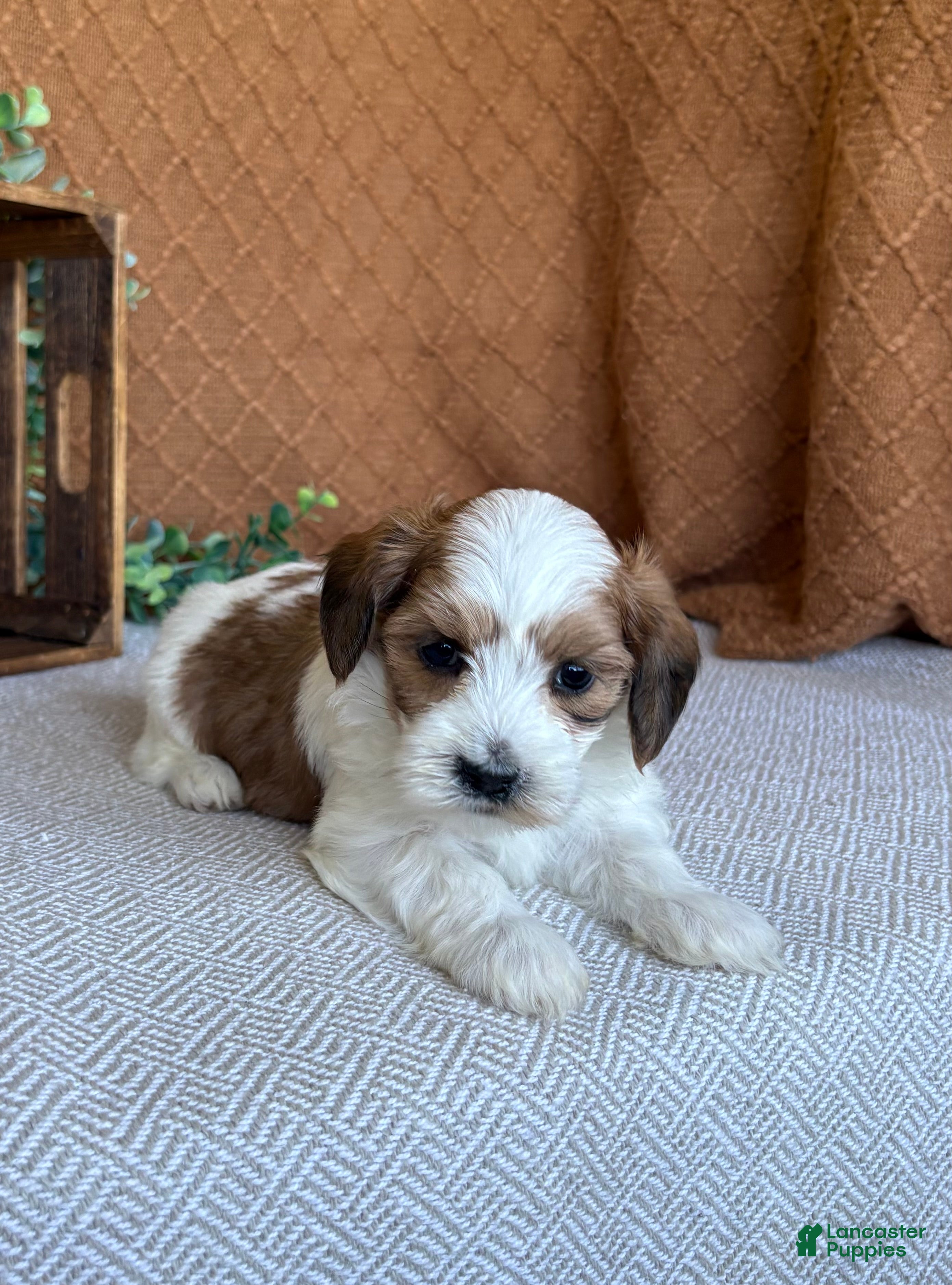 Havanese dogs Biscuit  - Ad 2