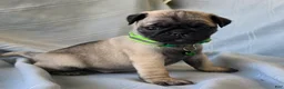 Pug dogs for sale: Bennie - Ad 2