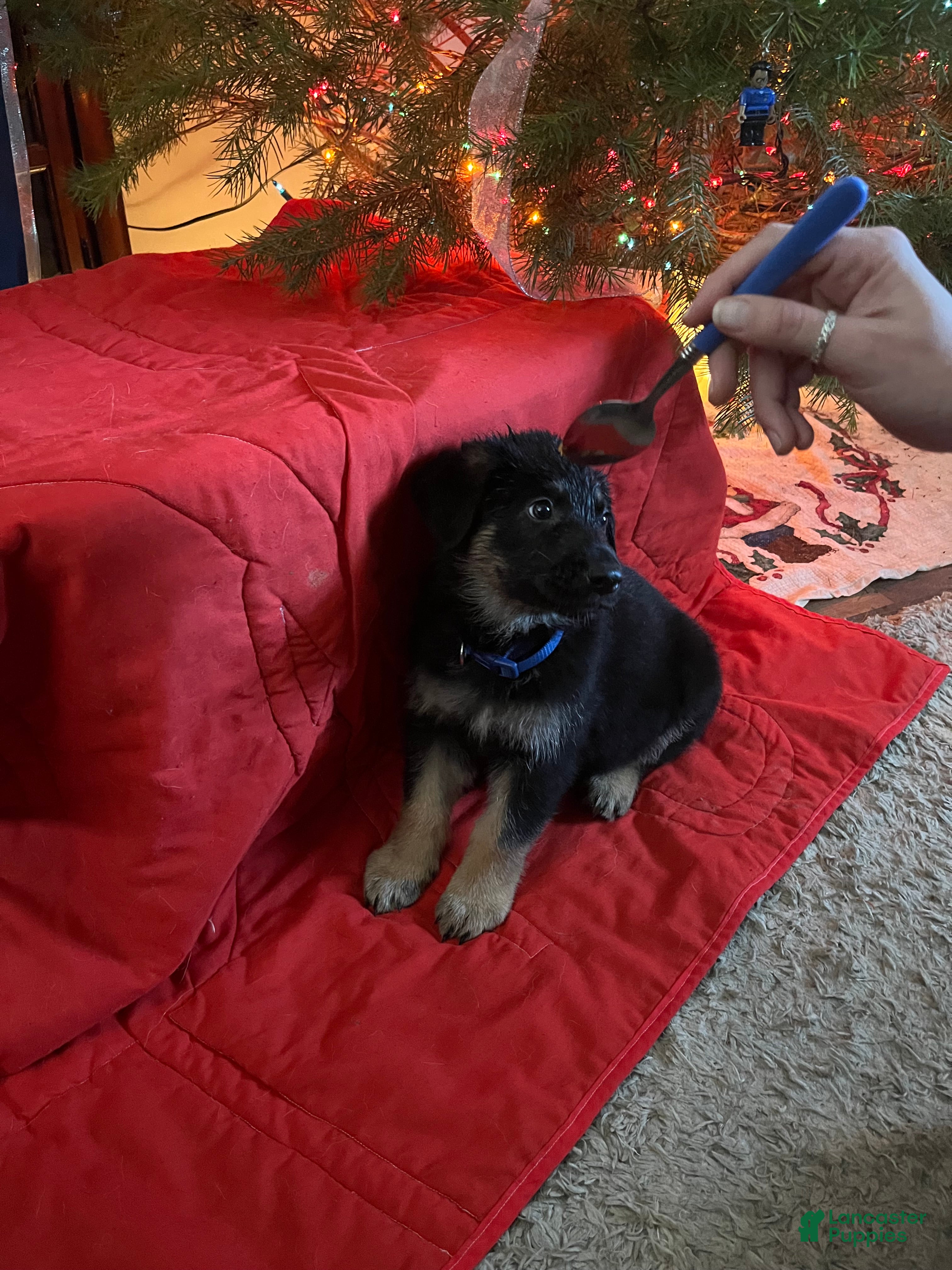 Mixed Breed dogs for sale: Mixed Breed Puppy 3 - Ad 3