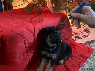 Mixed Breed dogs for sale: Mixed Breed Puppy 3 - Ad 3