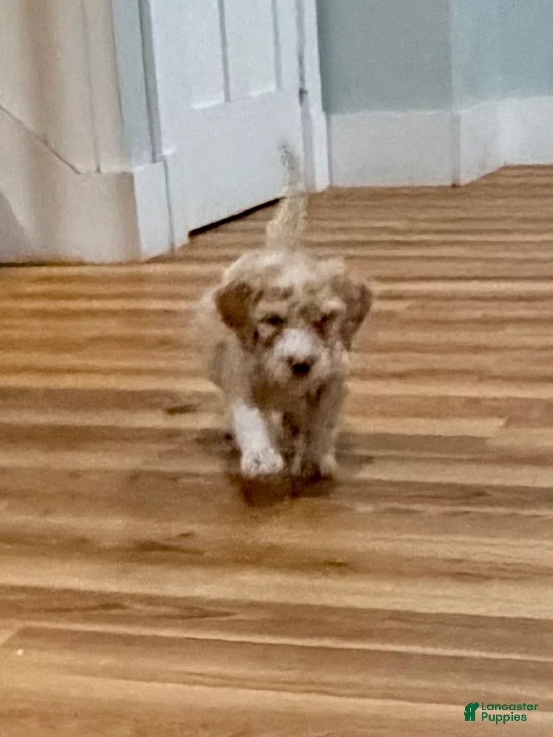 Bernedoodle dogs for sale: Ricky - Ad 1