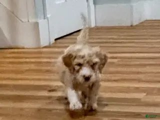 Bernedoodle dogs for sale: Ricky - Ad 2