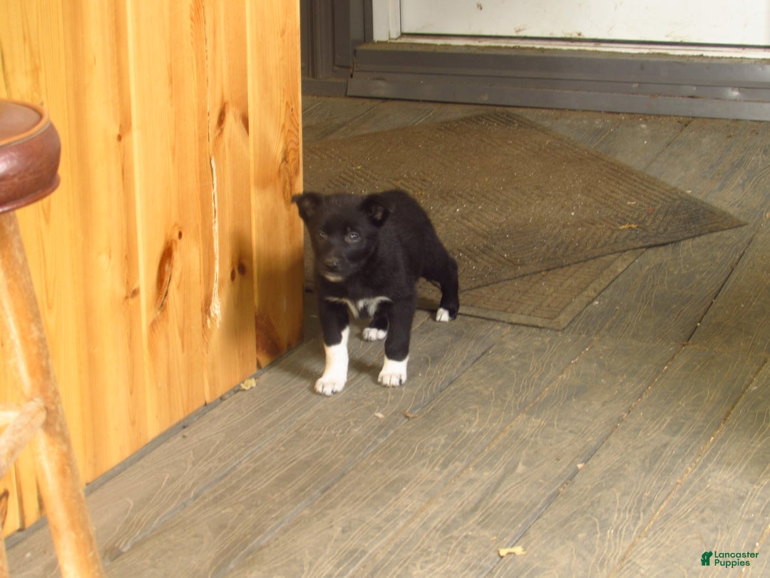 Mixed Breed dogs for sale: Kix - Ad 2