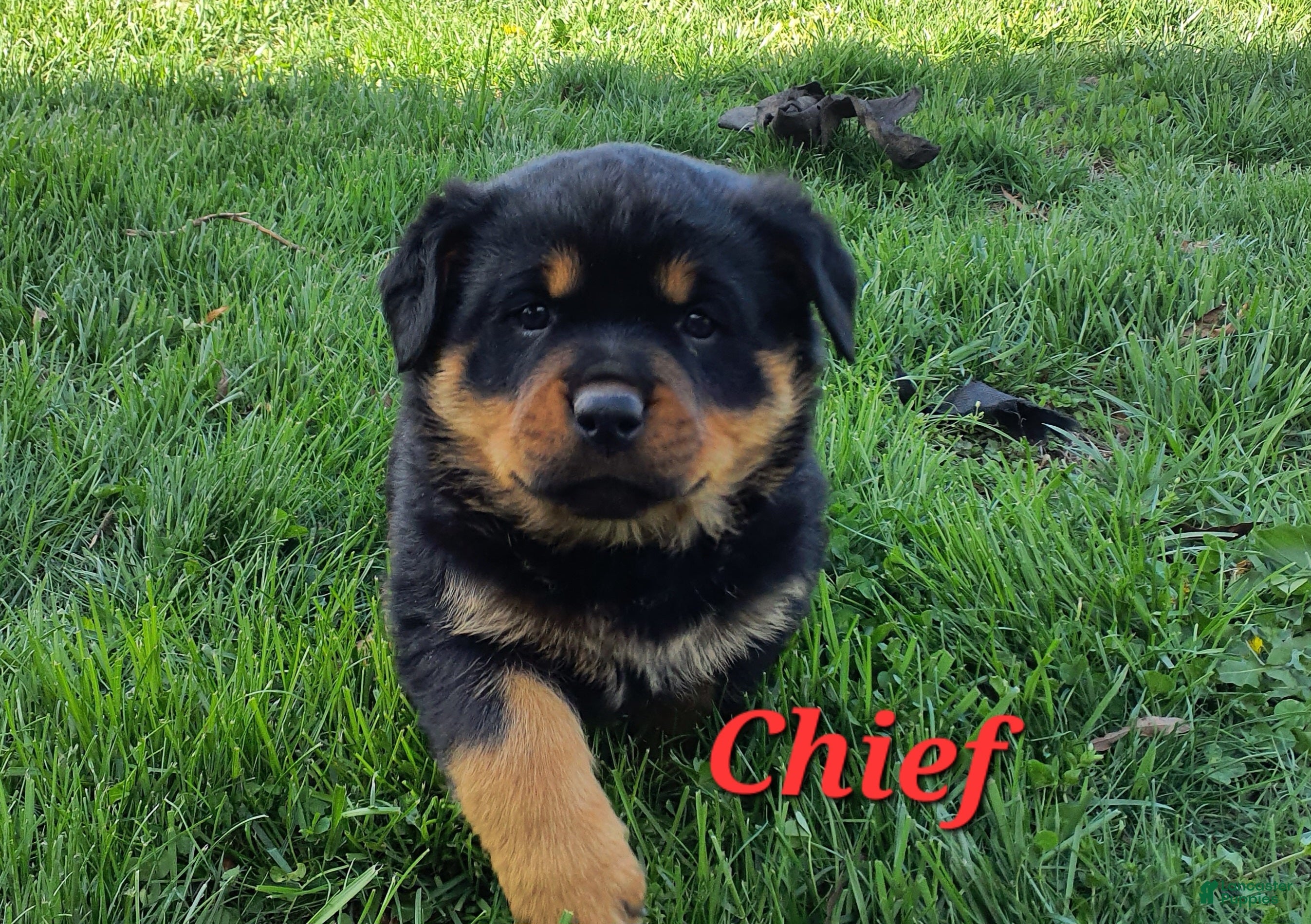 Rottweiler dogs AKC Chief  - Ad 1