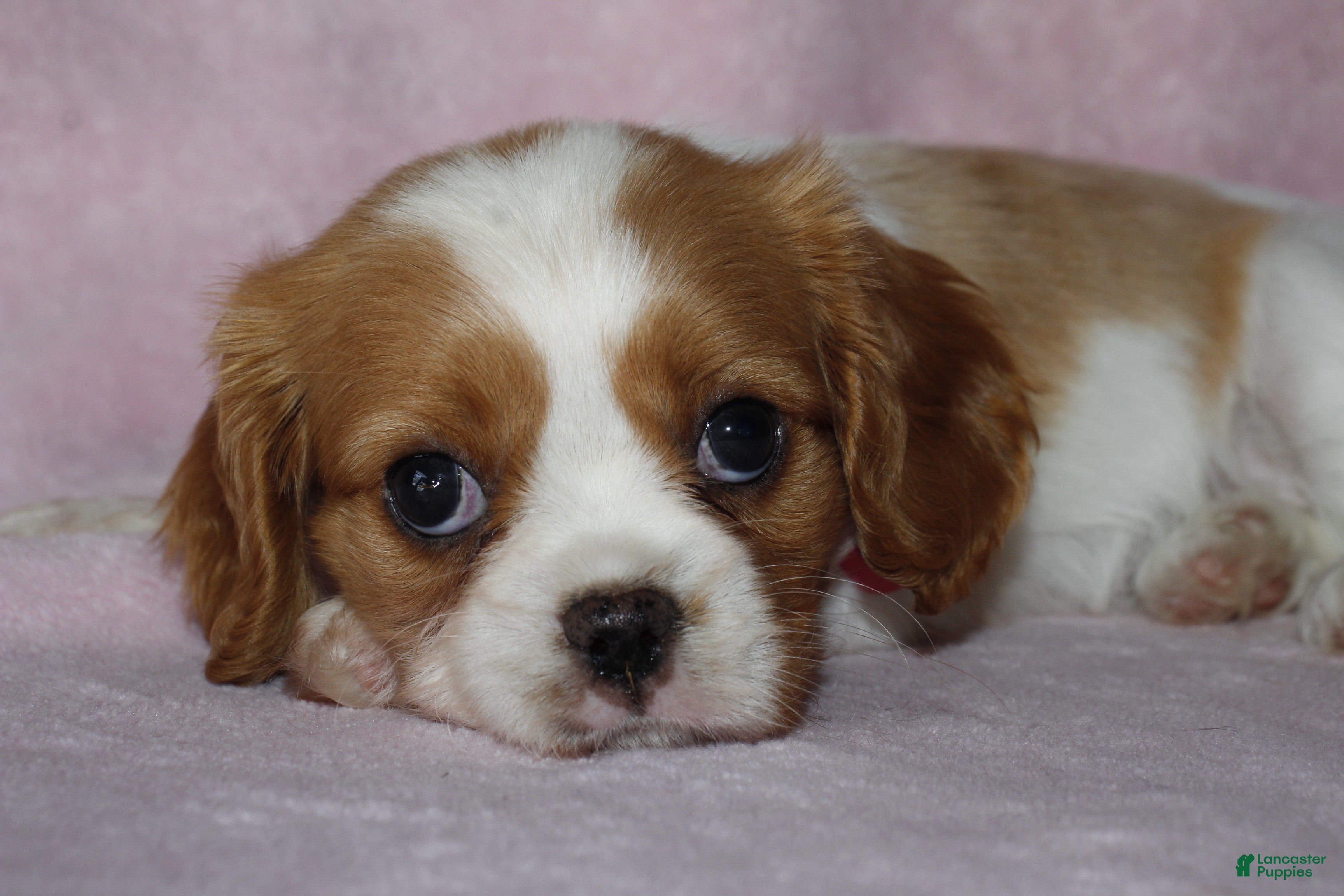 Cavalier King Charles Spaniel dogs SKY - Ad 1