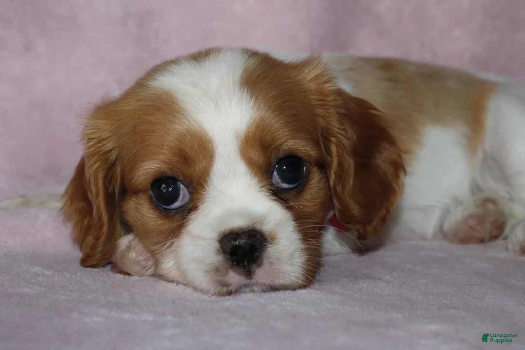 Cavalier King Charles Spaniel dogs for sale: SKY - Ad 1
