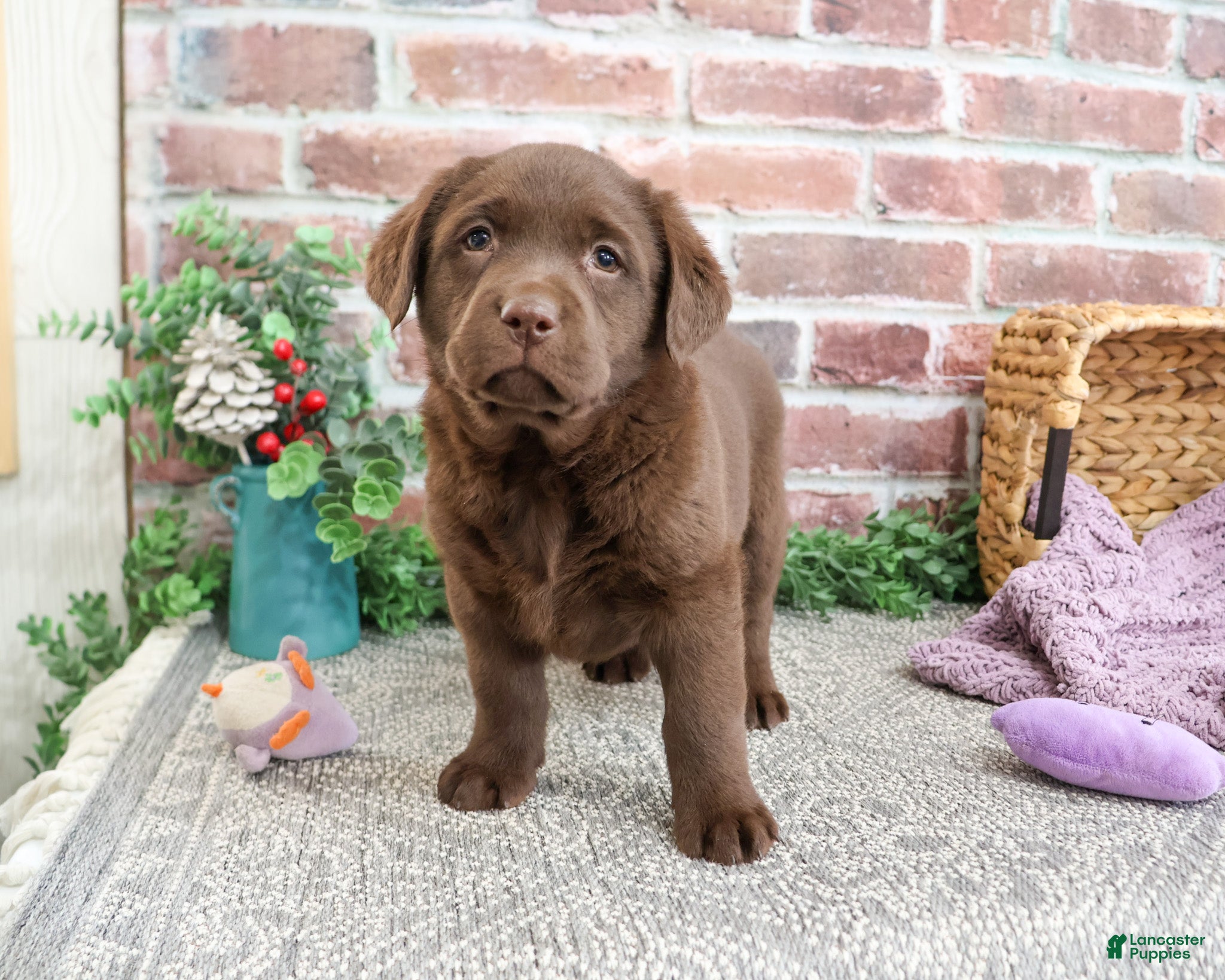 Labrador Retriever dogs Maggie - Ad 32