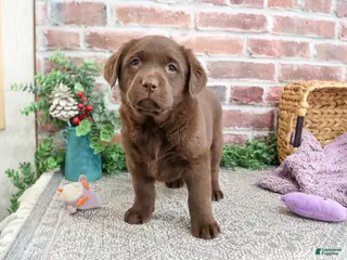 Labrador Retriever dogs Maggie - Ad 32