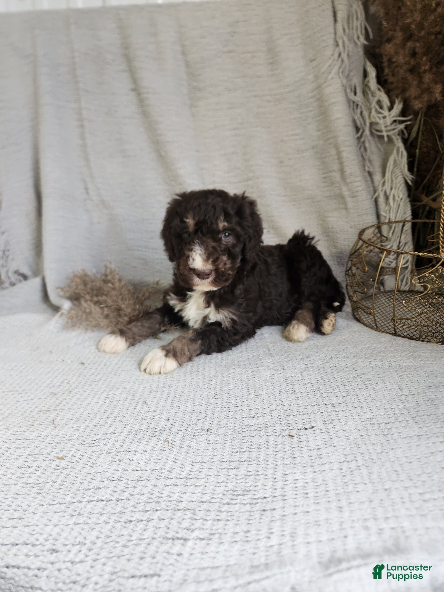 Bernedoodle dogs Logan - Ad 35