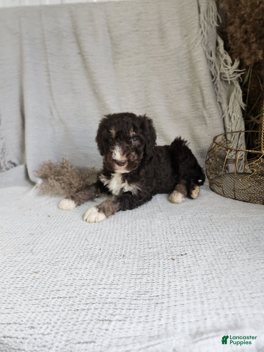 Bernedoodle dogs for sale: Logan - Ad 1