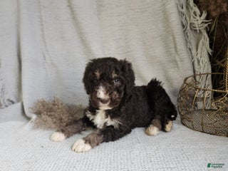 Bernedoodle dogs Logan - Ad 35
