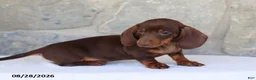 Dachshund dogs for sale: Skippy - Ad 3