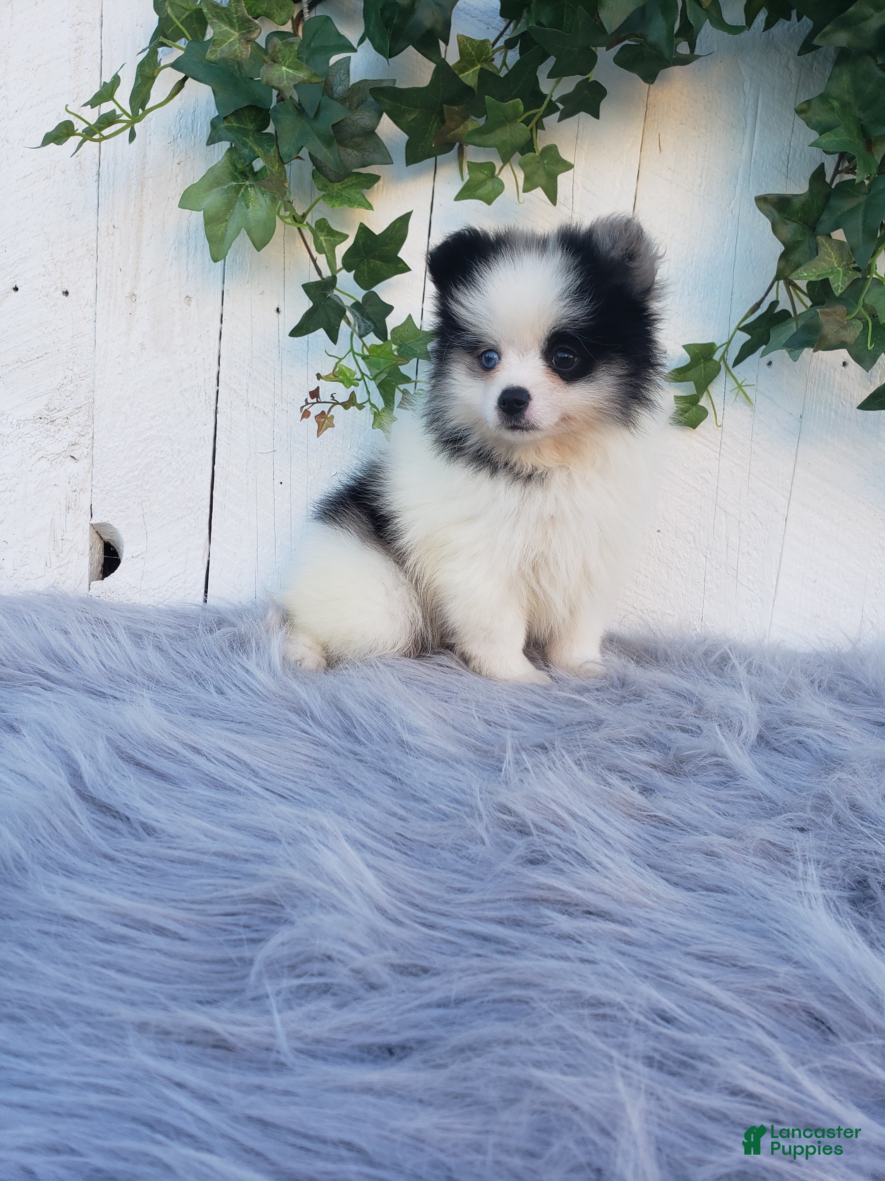 Pomeranian dogs Cody  - Ad 2