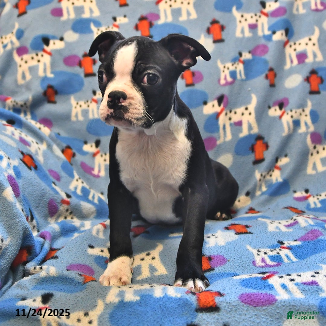 Boston Terrier dogs for sale: Murphy - Ad 2