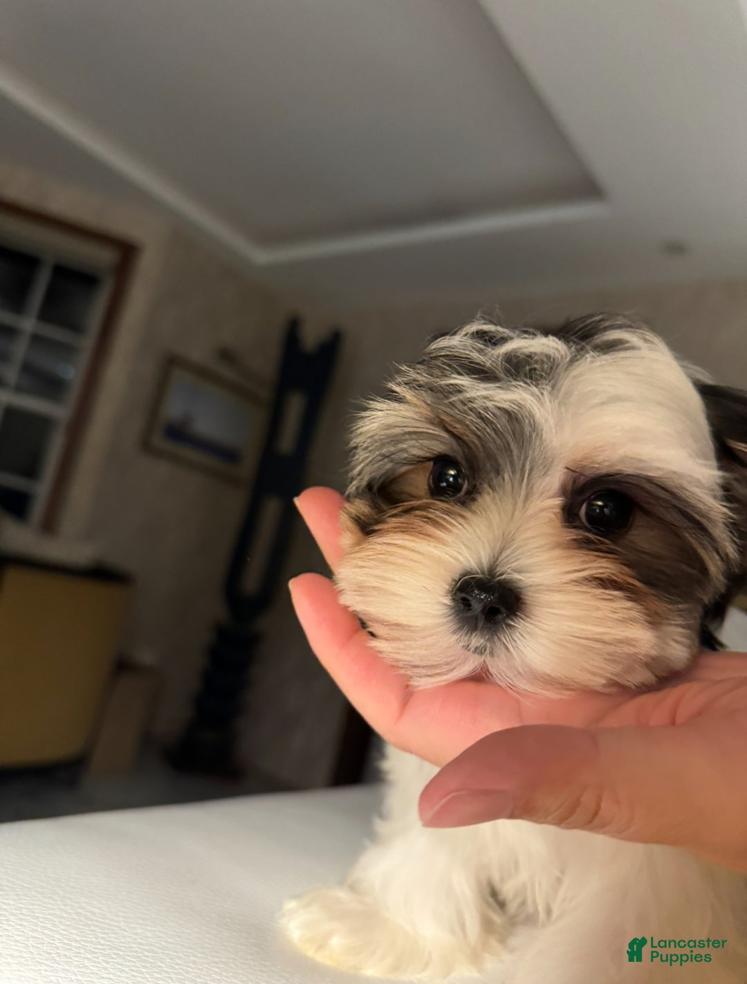Morkie dogs for sale: Rice - Ad 5